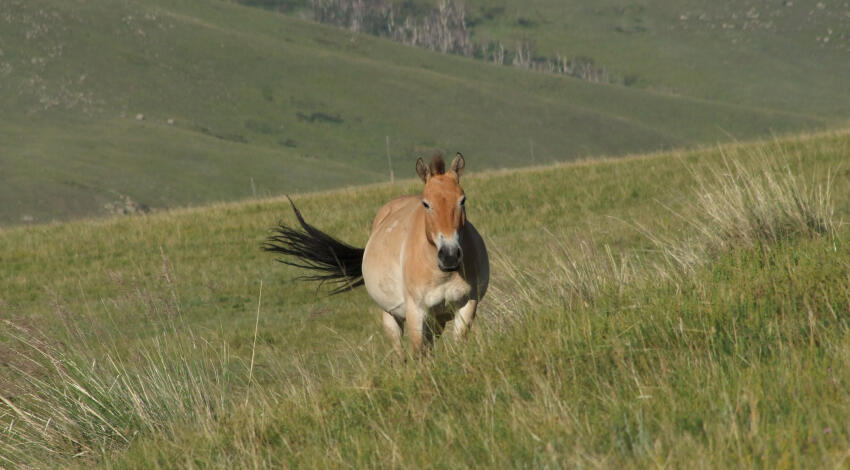 A lone Przewalski's horse running freely across the grassy hillside in Khustai National Park, Mongolia.