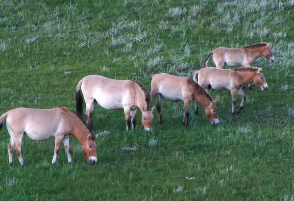 Six Przewalski's horses grazing on a green meadow.
