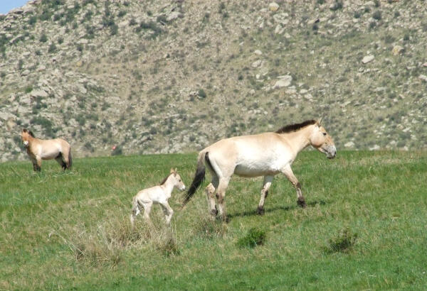 A Takhi (Przewalski’s horse) mare walking across a green meadow with her young foal, and another horse standing nearby below a rocky hillside
