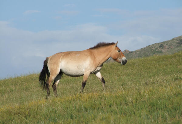 A Przewalski's horse walking through the grasslands.
