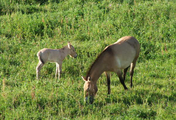 A Przewalski's horse (Takhi) with foal grazing on green meadow in Khustai National Park