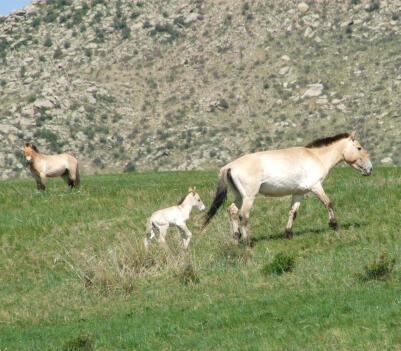Takhi (Przewalski’s horse) mare with her foal in a green meadow