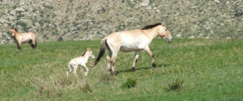 Takhi (Przewalski’s horse) mare with her foal in a green meadow